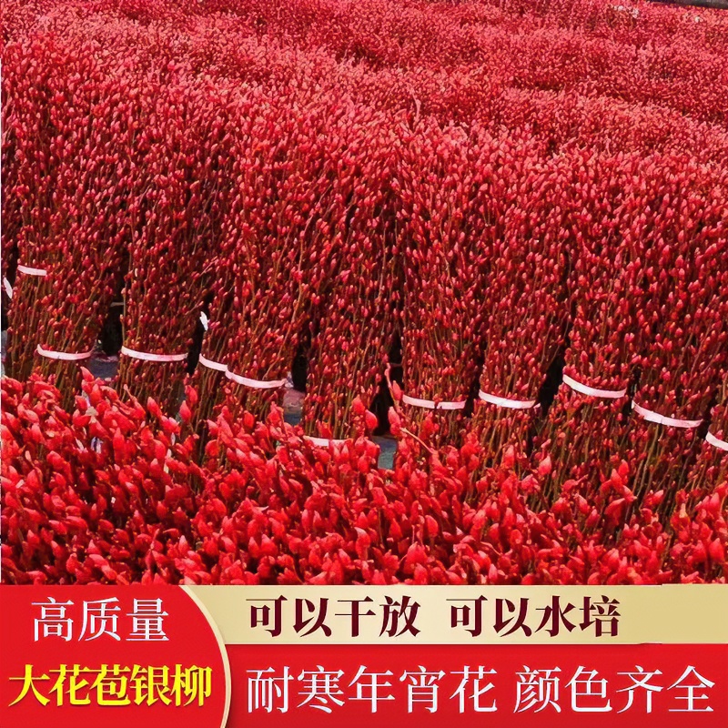 银柳真花鲜枝客厅干花摆件红色年宵花卉水培植物室内干枝红柳鲜花