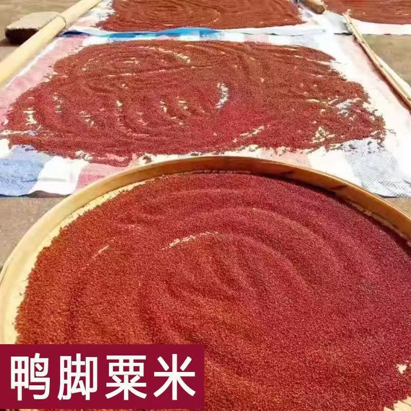 广西农家特产粟米健脾养胃婴儿铺食米糊粟米粥原料天然养生早餐