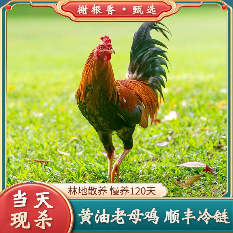 【二只童子鸡】农家土公鸡现杀现发林地散养土鸡2只净重2.6斤