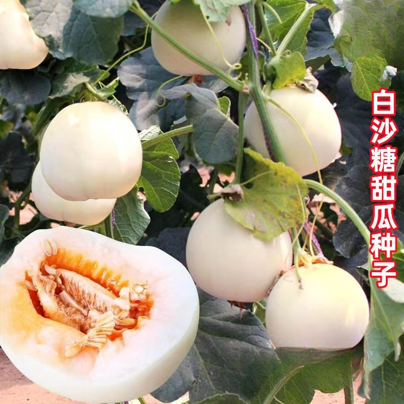 甜白沙糖甜瓜种子早熟香瓜种子白沙蜜甜瓜生吃水果香甜可口高产