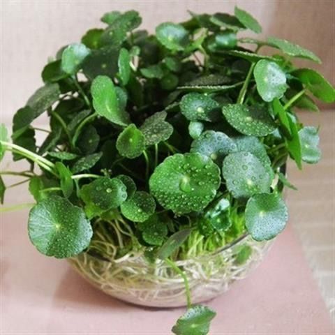 四季盆栽水培铜钱草种子室内心形草金钱草籽防绿植马蹄金