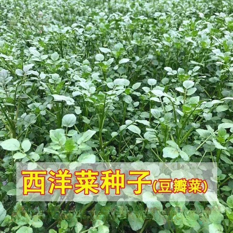 西洋菜种子豆瓣菜多年生易种四季菜种水芥菜蔬菜盆栽小青菜种