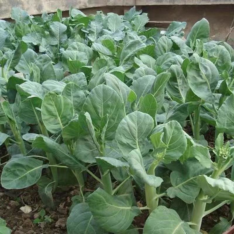 芥兰种子鸡腿芥蓝大田露天种植春季夏秋冬四季播盆栽种籽蔬菜庭院