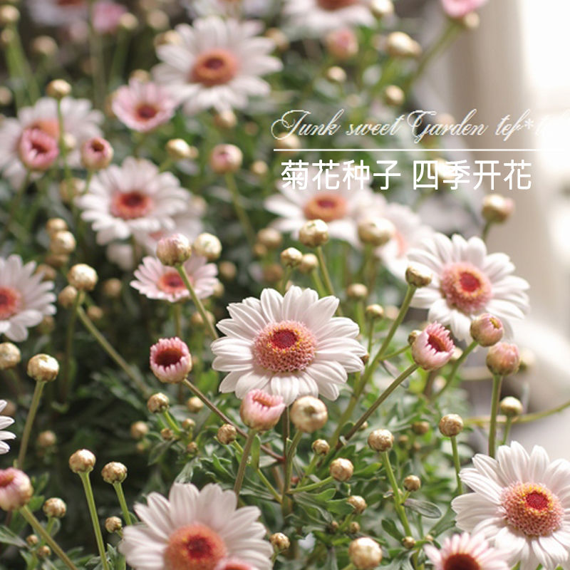 四季开花冬天耐寒雏菊波斯菊种子开花机器室内外阳台盆栽花卉种籽