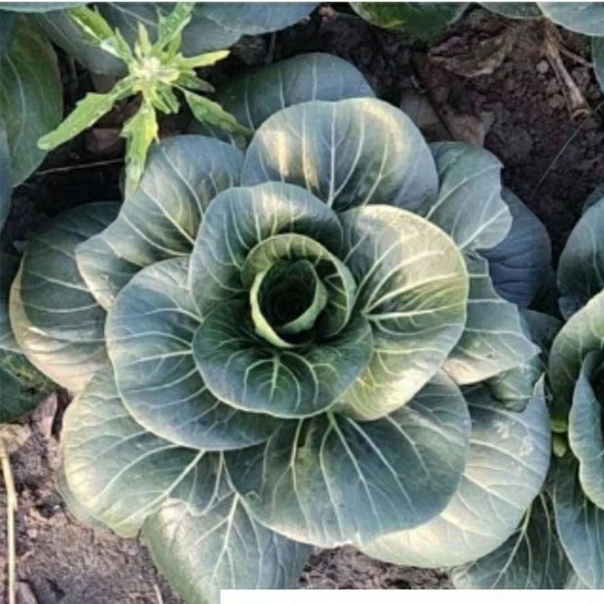 新品种北京香肉菜可采收耐寒耐热春秋四季农家青菜蔬菜