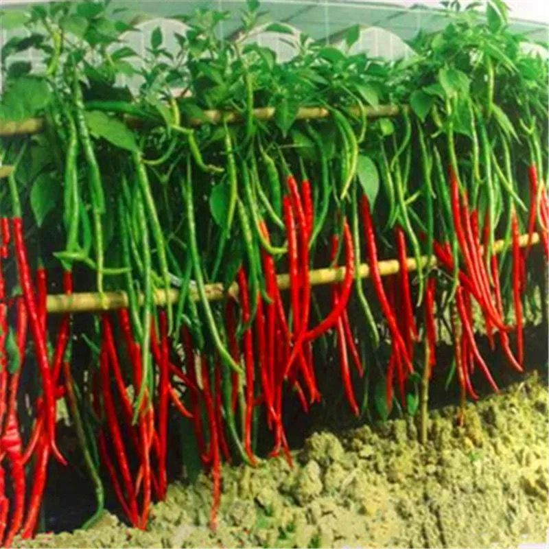 辣椒种子四季朝天椒螺丝椒薄皮青椒线椒种子高产庭院盆栽蔬菜种籽
