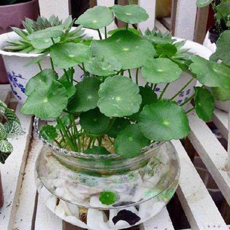 铜钱草种子金钱草水培植物盆栽四季易种活花籽花卉