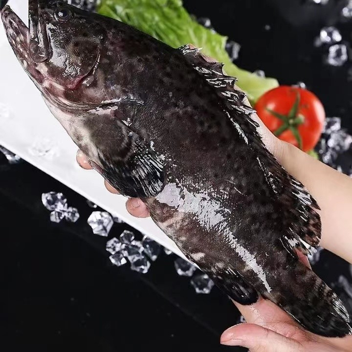 东山岛海捕石斑鱼 珍珠龙胆鱼鲜活速冻大石斑鱼4条