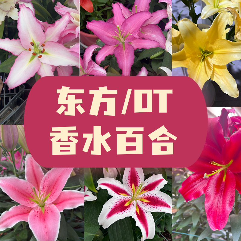 【O/OT百合种球/3颗】单瓣浓香进口百合种球75天开花花苞大颜色艳丽