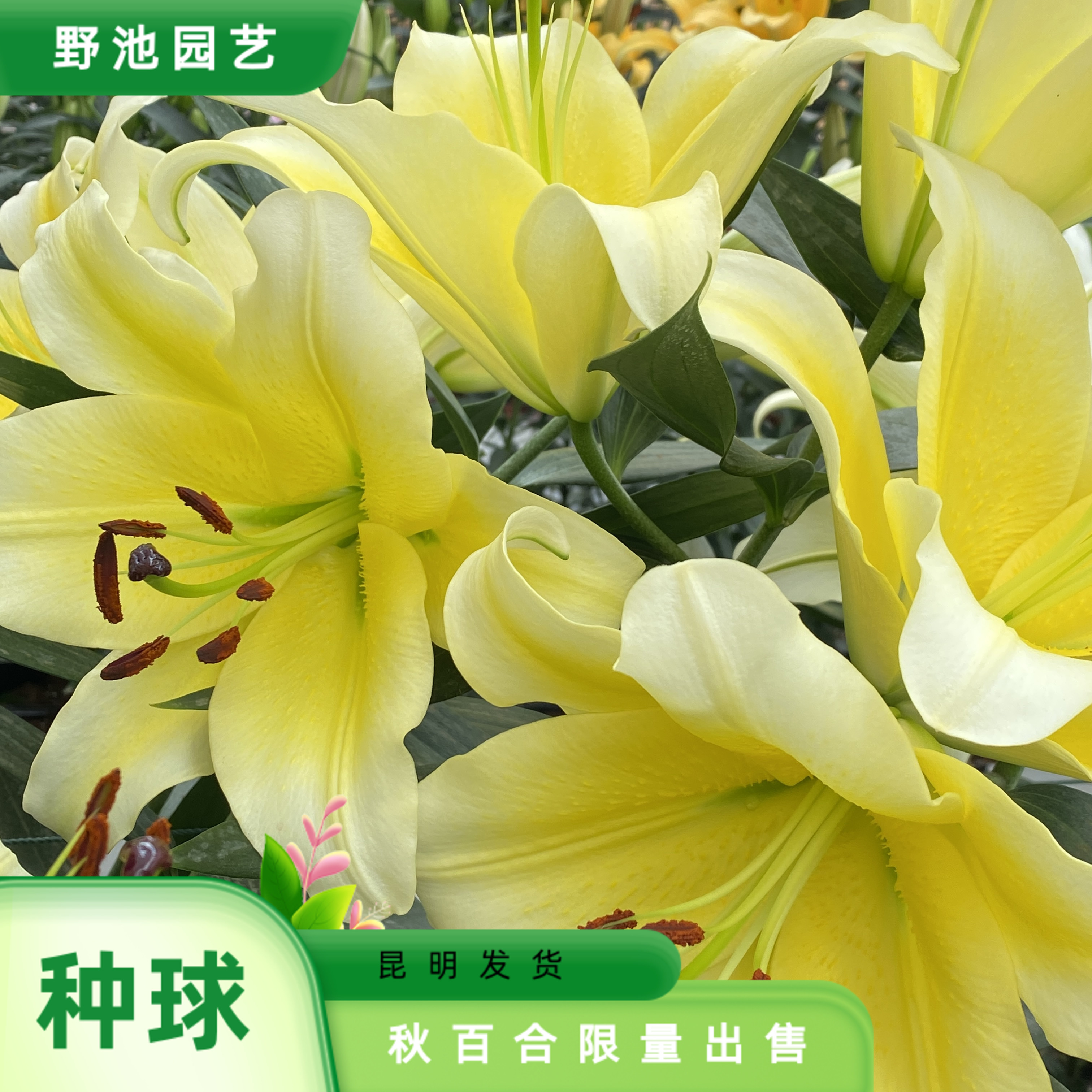 3颗百合种球【木门18-20】浓香型百合庭院阳台地栽