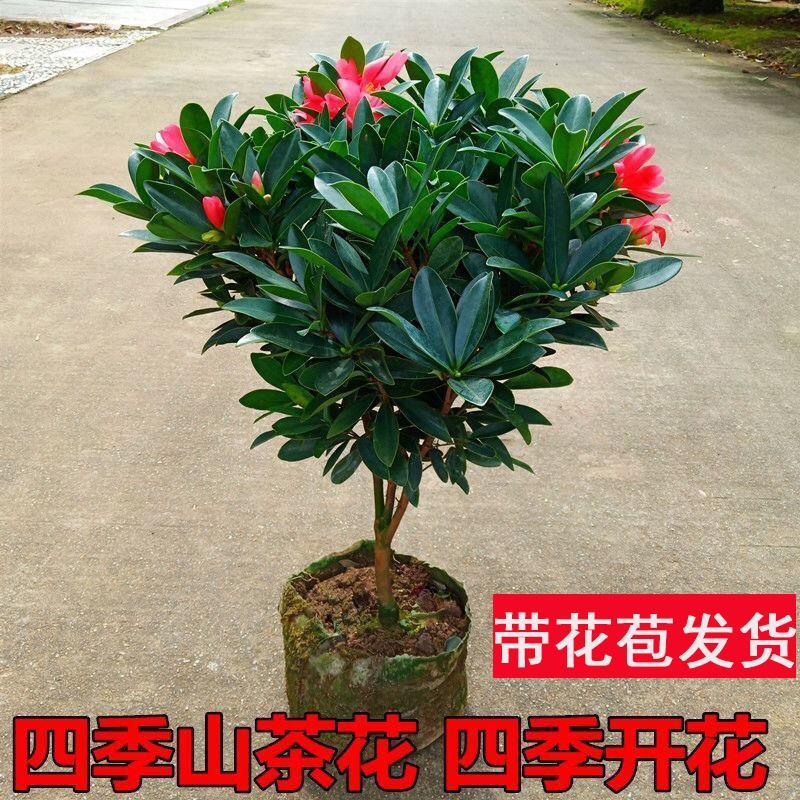 姿檬四季杜鹃山茶花盆栽树苗四季开花植物浓香型花卉室内庭院易养