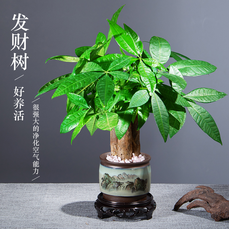 三杆发财树小盆栽室内绿植盆栽桌面摆件绿植盆景好养易活办公室