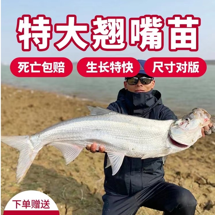 翘嘴鱼苗 米翘壳正宗米翘淡水大规格活体鱼食用鱼塘直发包邮发货