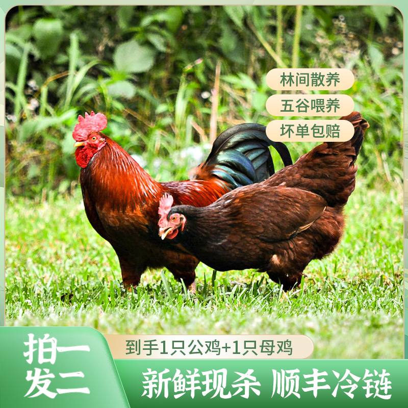 【一公一母】二只农家散养土鸡品质跑山鸡现杀现发2只净重5.5斤左右