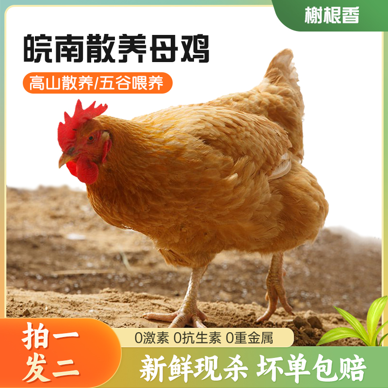 【拍一发二】黄油老母鸡果林散养土鸡现杀现发2只净重4.6斤-5斤左右