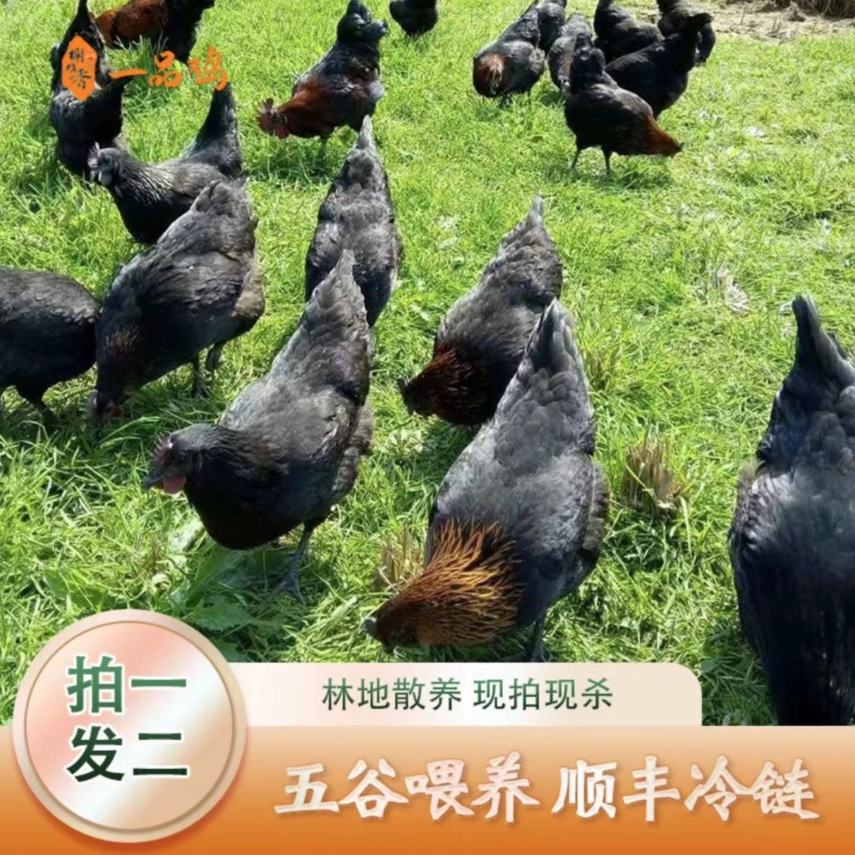 【农家散养】乌鸡林间散养果木喂养土鸡现杀现发2只净重3.8斤左右.