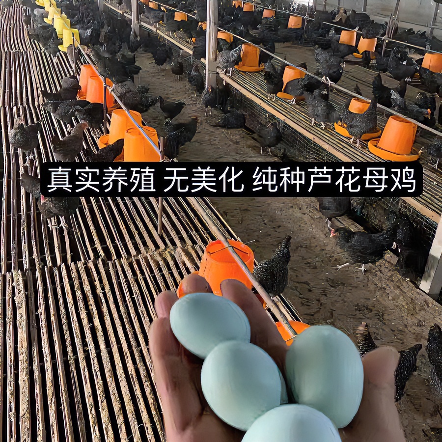 纯种芦花绿壳种蛋受精蛋可孵化鸡种蛋绿壳种蛋绿壳受精卵顺丰包邮