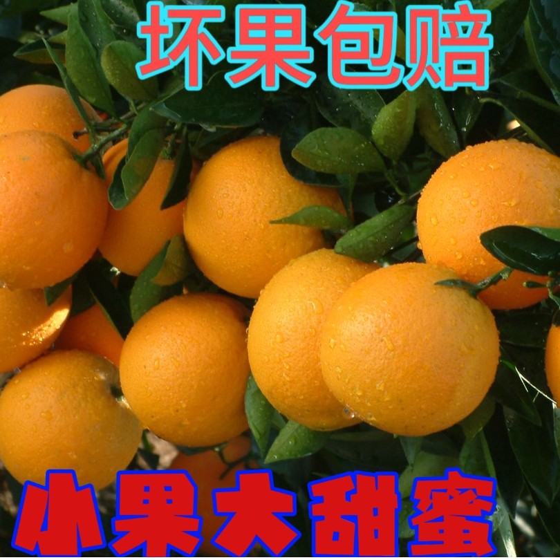 【正宗】湖南麻阳原产地冰糖橙新鲜孕妇水果香甜皮薄多汁现摘5/9斤