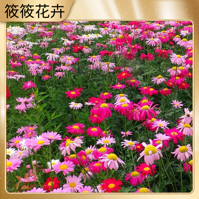 彩色除虫菊种子盆栽地载混色