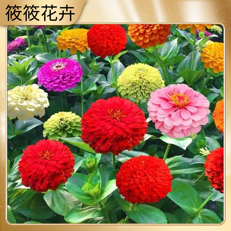 （直）大花百日菊种子百日草混色四季易活开花不断景观盆栽花卉