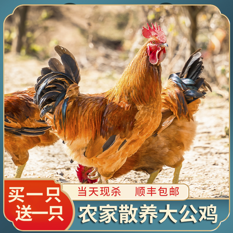 【两只黄腿公鸡】不带内脏净重共5.5-6斤左右散养新鲜现杀急冻