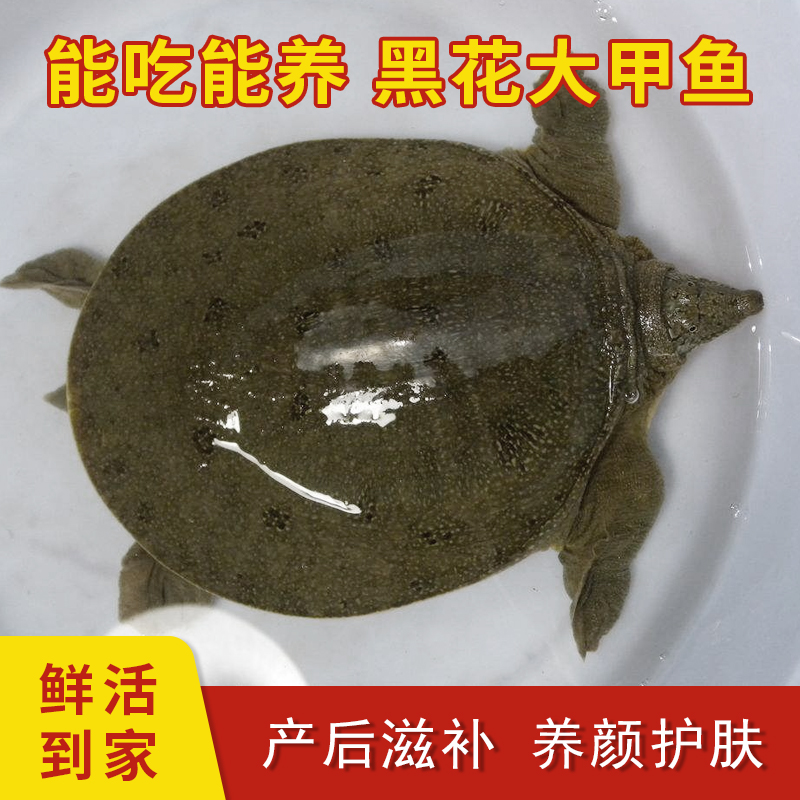 3.0斤-3.2斤一只装鲜活包赔外塘生长中华甲鱼包活生鲜