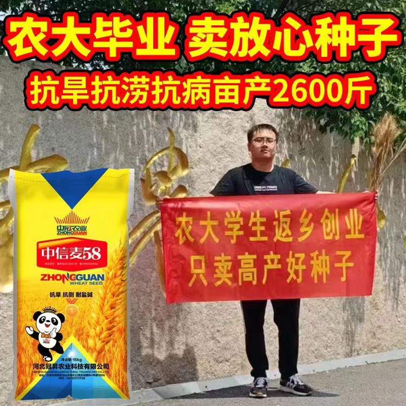 头茬原种中信麦58号抗冻小麦种子大田耐旱耐盐碱抗倒伏长穗小麦种