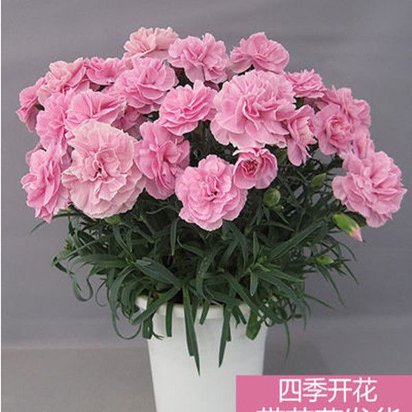 重瓣康乃馨大花四季开花活室内阳台庭院盆栽观赏花种籽