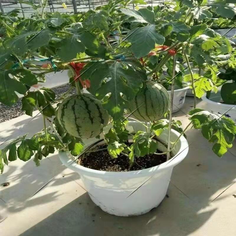 甜麒麟蜜罐小西瓜种子无籽小西瓜四季种植阳台庭院盆栽水果种子