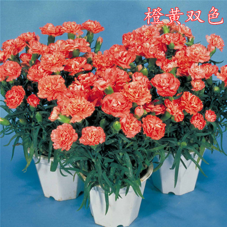 康乃馨种籽重瓣香石竹花种子四季播种开花多年生阳台花种籽子