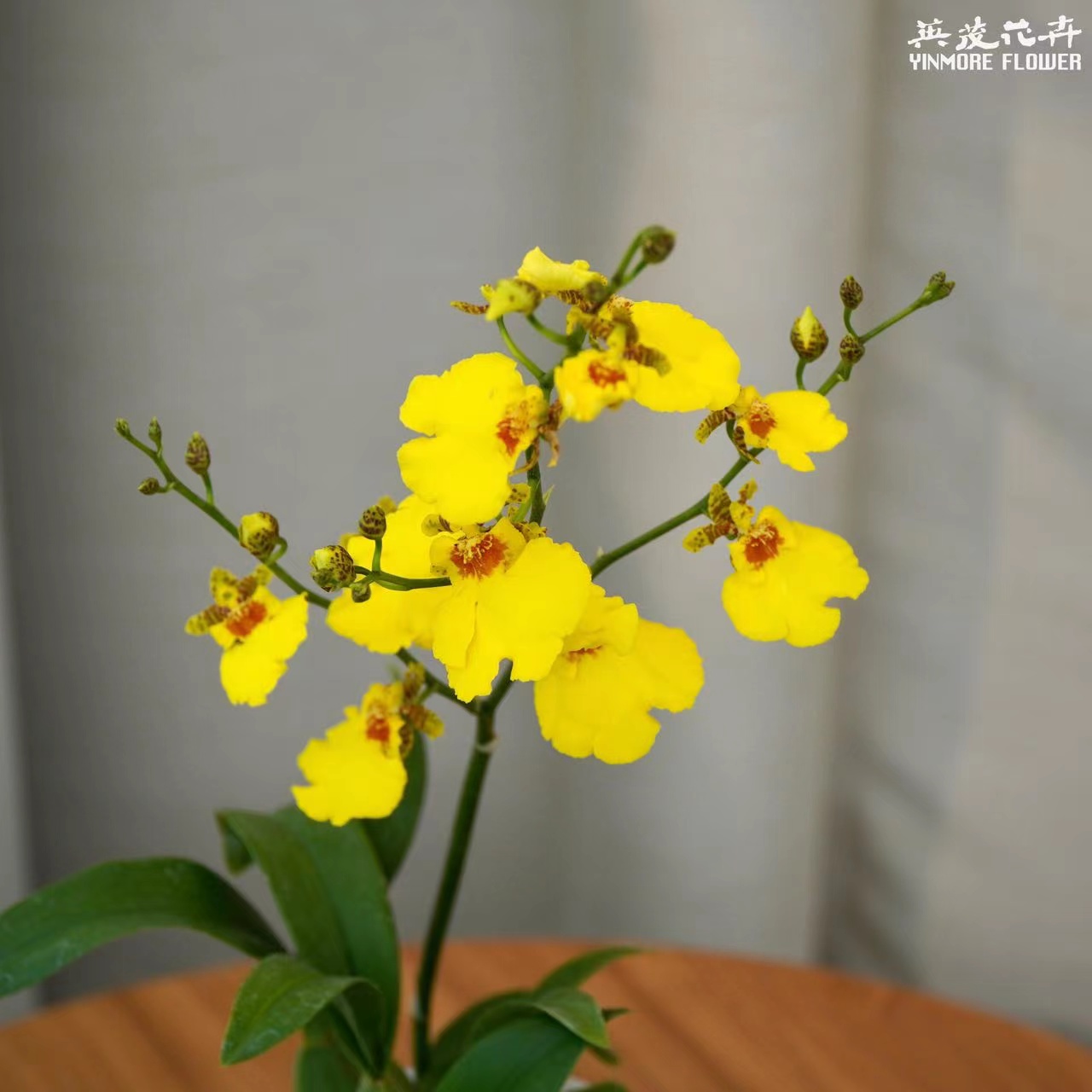 【英茂】【蜜糖】文心兰2.8寸杯