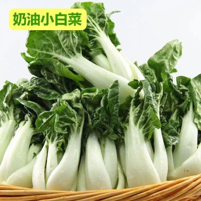 黑油白菜种子小白菜种籽奶白菜乌塌菜四季播乌油冬蔬菜子庭院