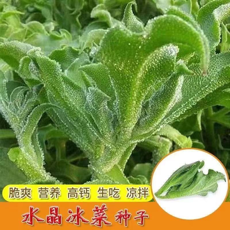 水晶冰菜营养高钙非洲冰草自带冰晶高产四季阳台盆栽蔬菜