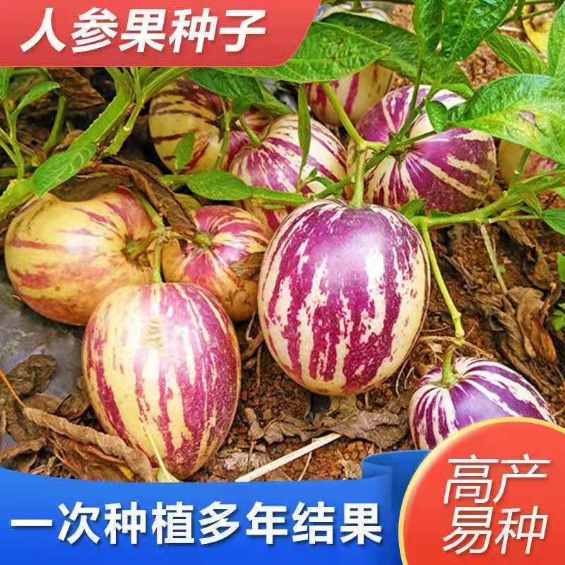 奶香人参果种子四季播种阳台盆栽小院种植简单夏季开花高产水果