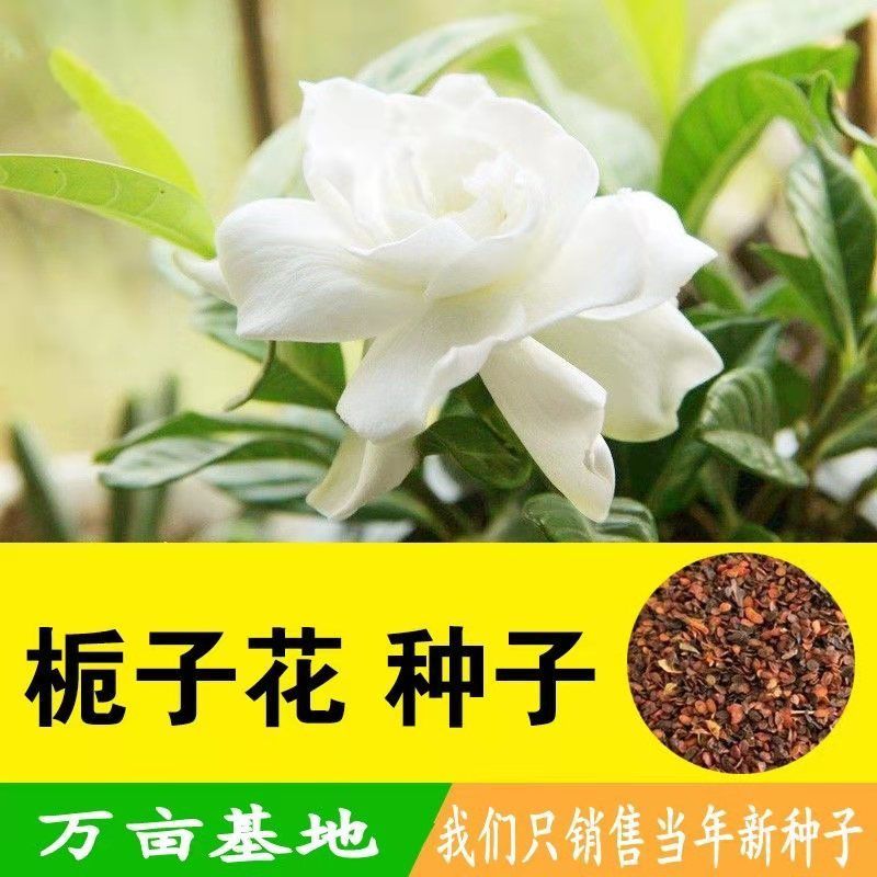 栀子花种子重瓣大叶小叶栀子花种籽四季浓香绿植盆栽花卉室内植物