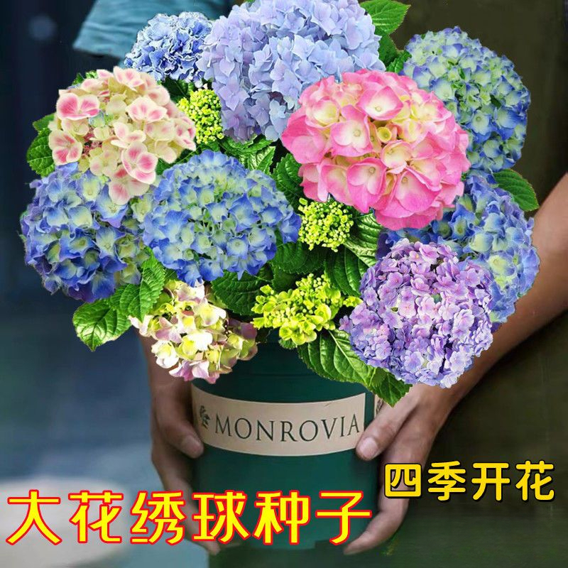 绣球花种子绣球花卉种子四季播种一年都开花庭院易活室外花草种子