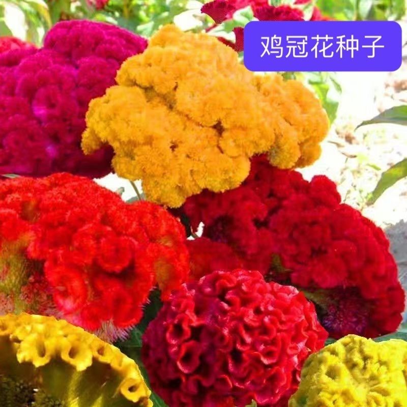 混合鸡冠花矮杆花籽阳台室外室内庭院室外花种子大花鸡冠花耐寒