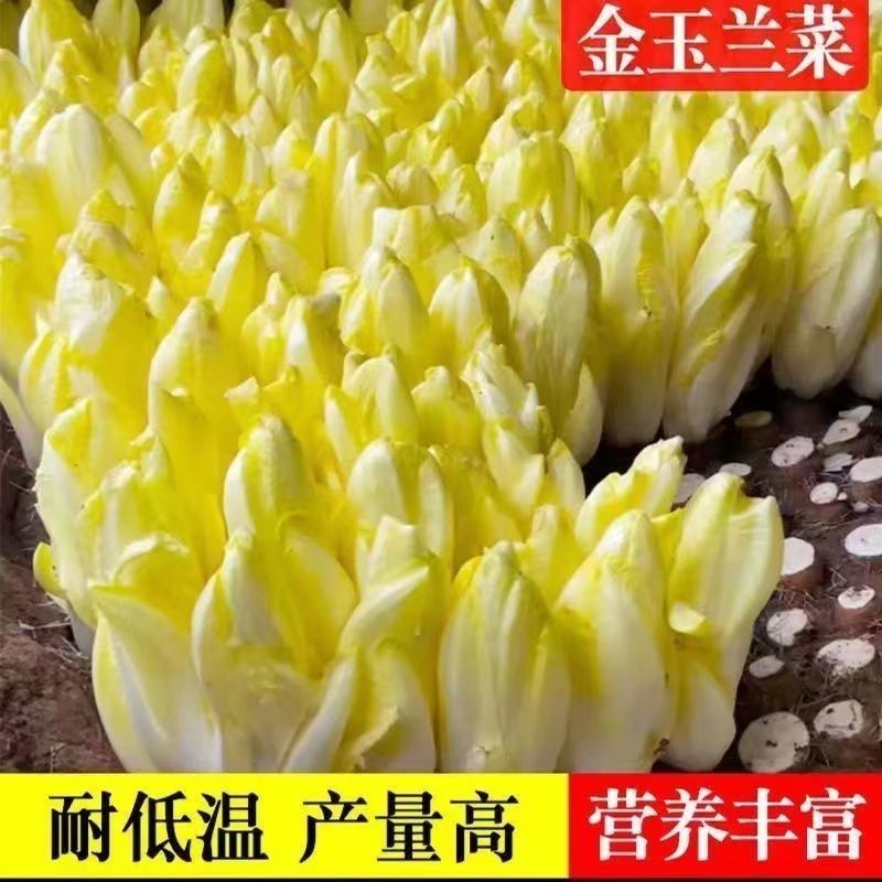 金玉兰菜种子七彩七彩新鲜营养金玉兰菜新鲜生耐寒阳台大田