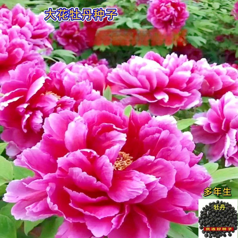 混色重瓣牡丹花种籽子四季播种易活牡丹花种子庭院阳台开花