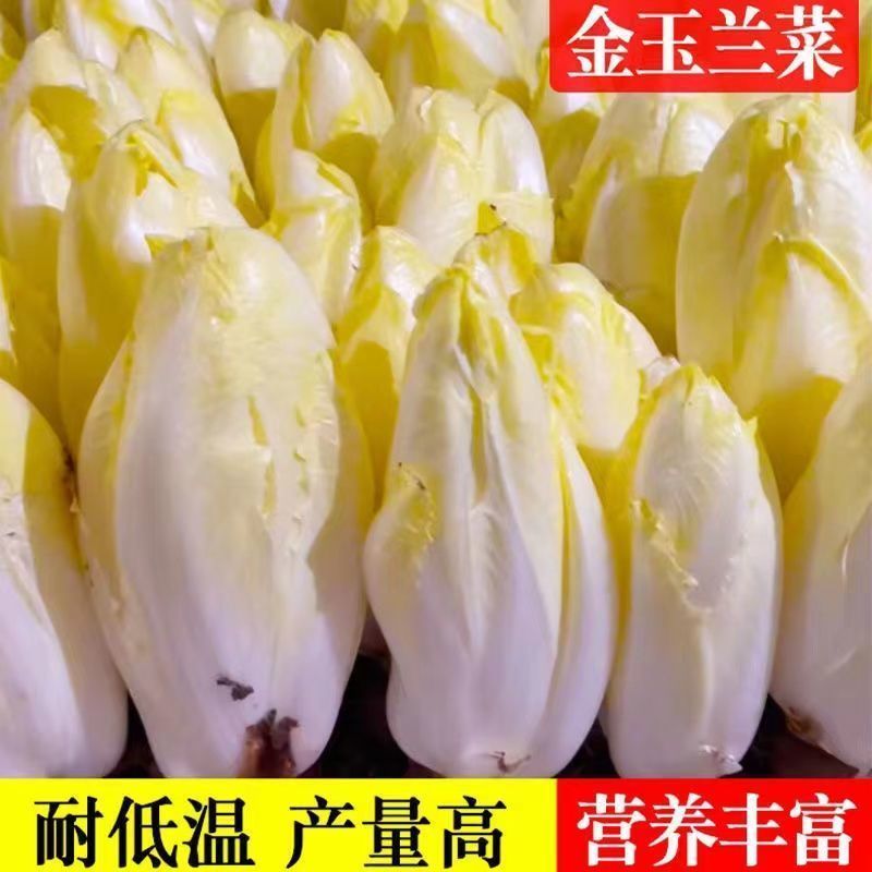 金玉兰菜种子菊苣菜欧洲王子菜营养软化菊苣多年生四季蔬菜种籽