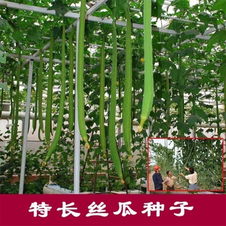 高产丝瓜种子庭院阳台盆栽菜种子四季播蔬菜