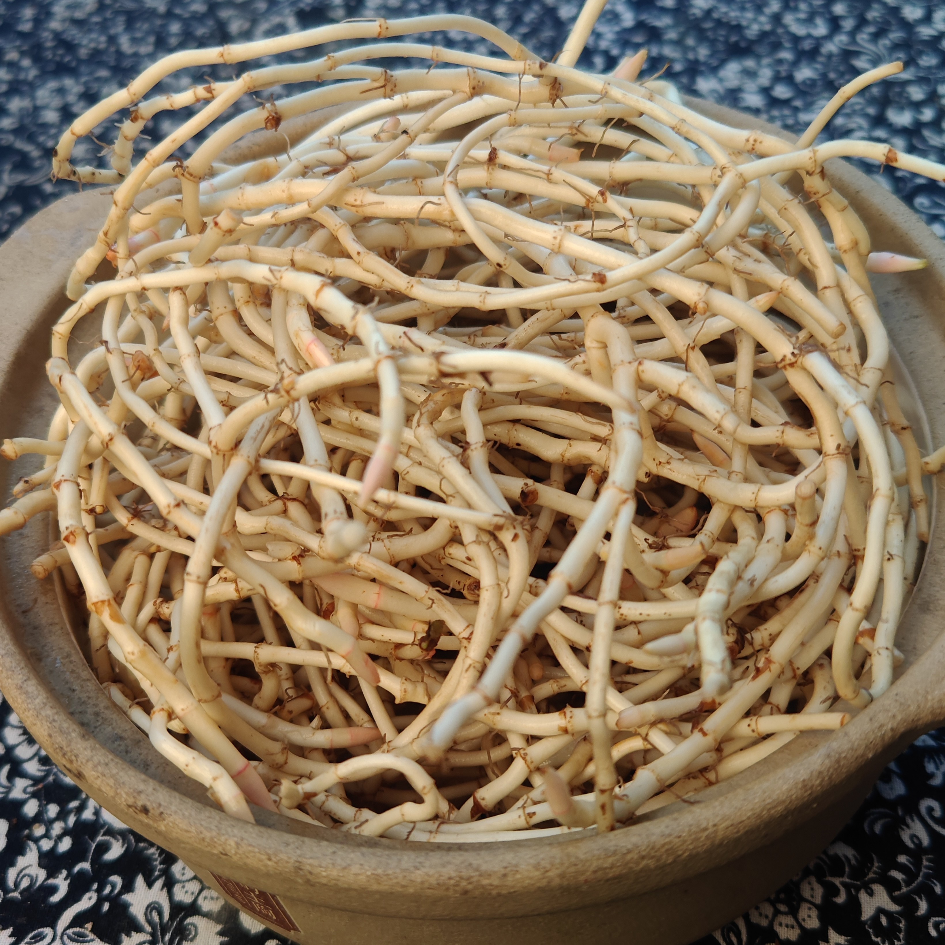 【杨会长专属】湘西农家自产鱼腥草5斤装