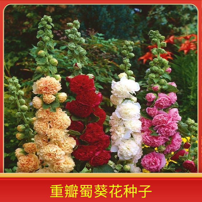重瓣蜀葵大花重瓣四季开花室外庭院易活一丈红花好养活浓香包开花