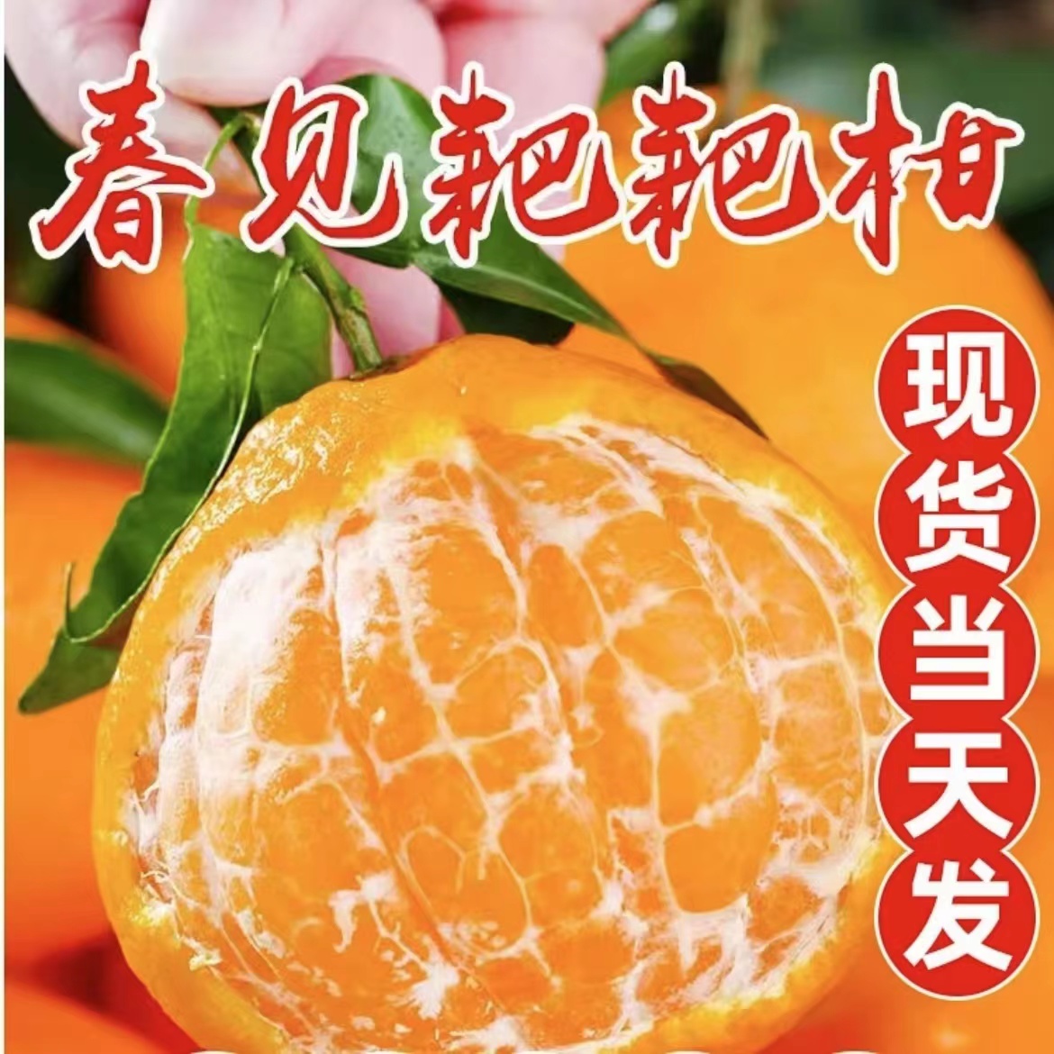 【果园直发】四川蒲江正宗春见耙耙柑新鲜采摘水果9甜1酸不上火