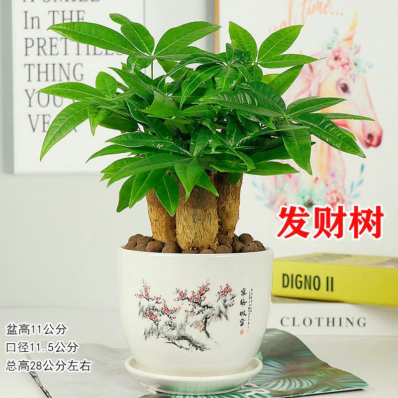 室内客厅易活冬季桌面小盆景办公室四季绿植花卉吸甲醛好养植物