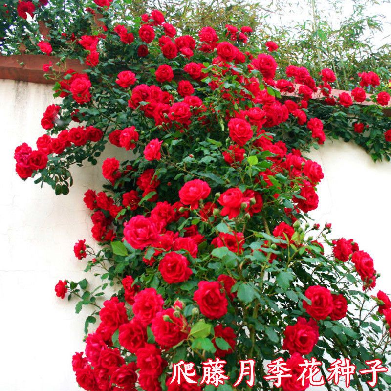 爬藤蔷薇花种子玫瑰花月季花种籽室内盆栽庭院活四季花卉大全