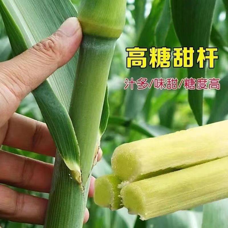甜杆籽 春夏秋四季播甘甜多汁籽水果甜高粱杆籽北方小甘蔗