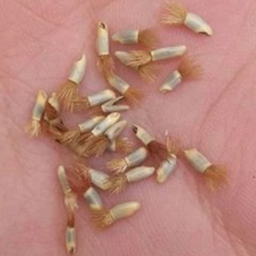 速生蓝色混色矢车菊花种子庭院种花种多年生四季种活花种子