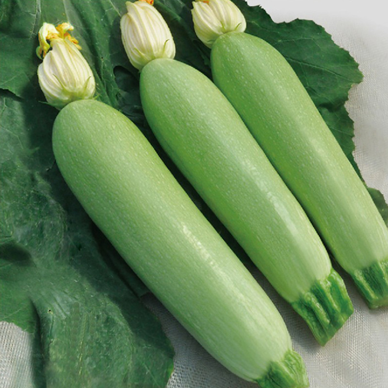 西葫芦种子种籽西葫芦阳台四季播种盆栽蔬菜种孑春季西葫芦子菜籽