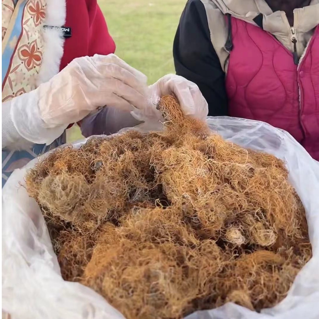 【西藏野生荭 雪 搽】 西藏发货 250G起